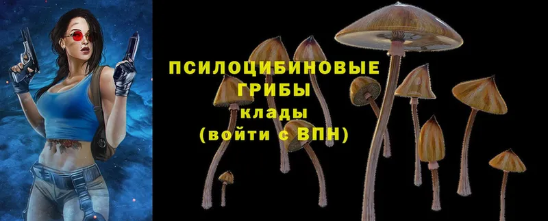 Галлюциногенные грибы Psilocybe  закладки  Весьегонск 